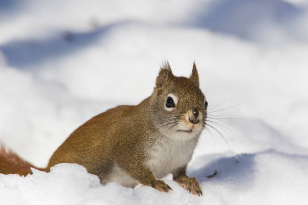istock american red squirrel portrait 1135193532
