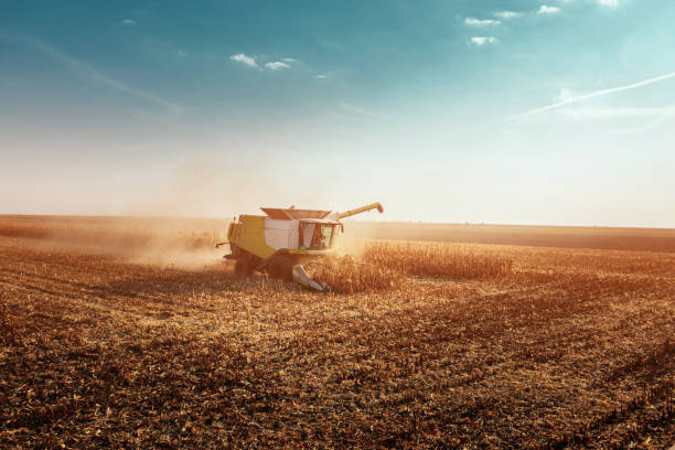 istock Bringing in a golden harvest 1135194121