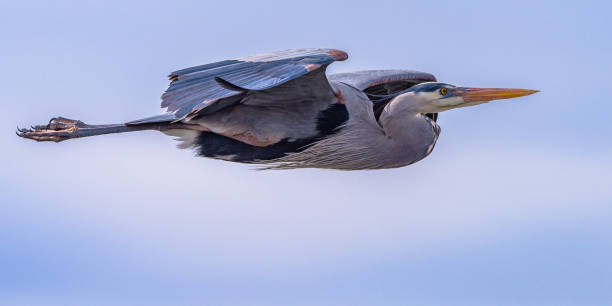 istock Great Blue Heron In Flight With Blue Sky With White Puffy Clouds 1135194195