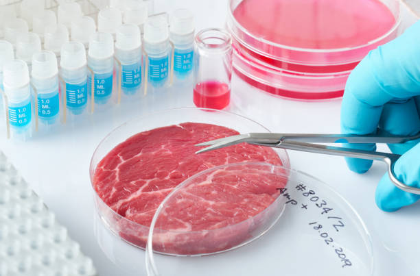 istock Meat sample in open disposable plastic cell culture dish in modern laboratory or production facility 1135195398