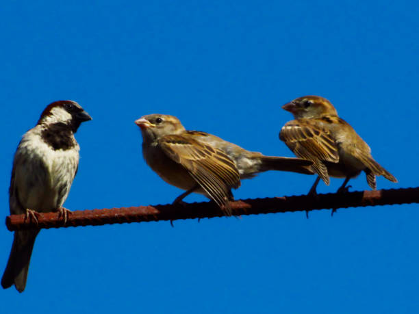 istock sparrow puppies wanting to eat 1135196143