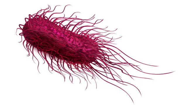 Vector illustration of Pink bacteria salmonella. Vector illustration on a white background.