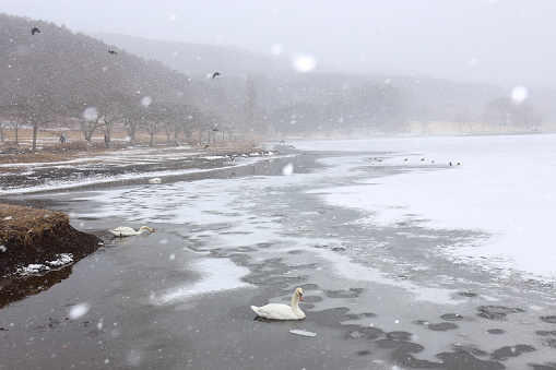 It is a lake of swans and snow