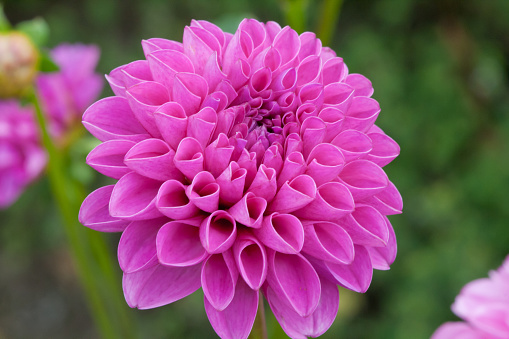 Purple Chrysanthemum flower