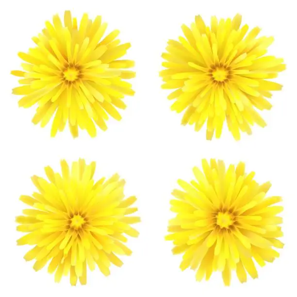 Vector illustration of Dandelion, a set of four flowers, isolated on a white background.