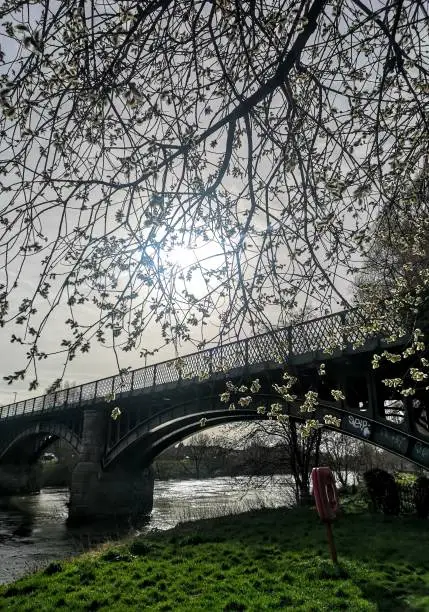 Blossom and bridge