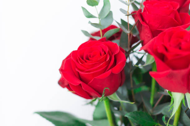 istock Bouquet red Roses on white background, close-up. 1135200750