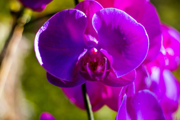 istock Flowers and butterflies 1135201845