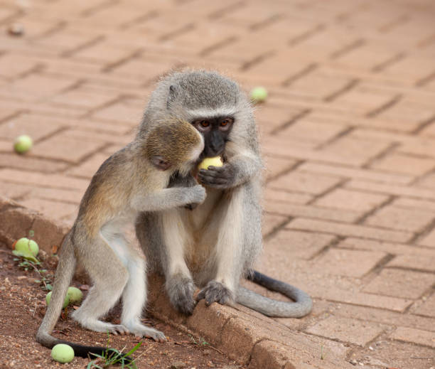 istock Vervet Monkey, Chlorocebus pygerythrus, (fka Cercopithecus aethiops),  in Kruger NP, South Africa 1135202575
