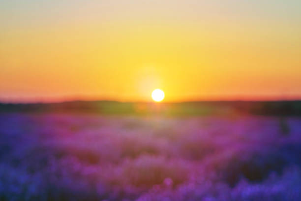 istock Blurred bright lavender field at sunset. Bright abstract background ideal for any design. Basic background for design 1135205386