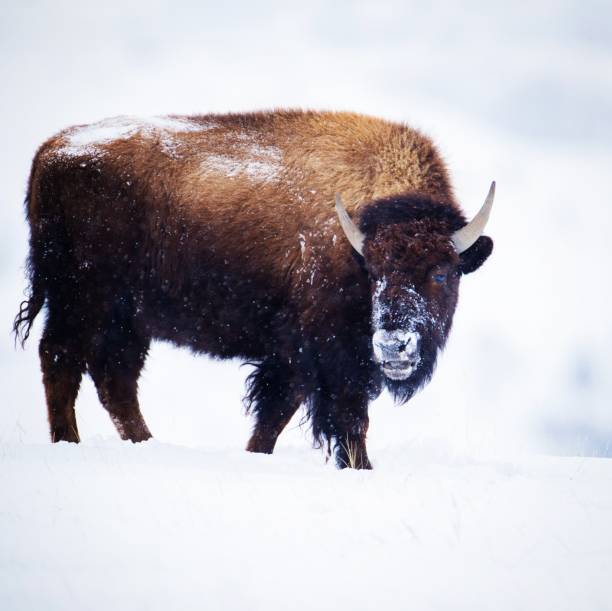 istock Snowy Faced Bison at Yellowstone 1135206915