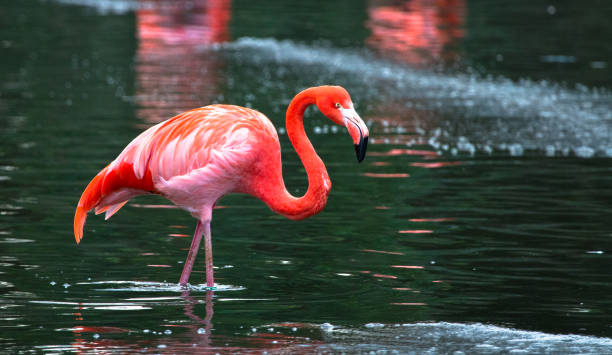 istock Caribbean flamingo 1135207801