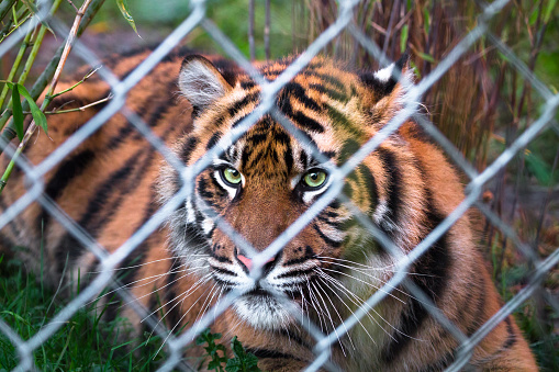 A Sumatran tiger (Panthera tigris sumatrae) looking towards the camera through a chain link fence.