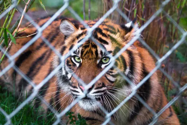 Photo of Sumatran tiger behind a fence