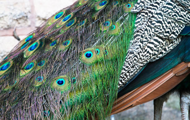 istock Feathers of an Indian blue peacock 1135209074