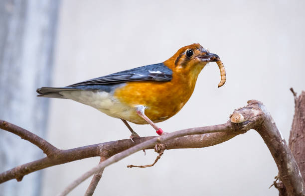 Orange-headed thrush with a worm An orange-headed thrush (Geokichla citrina) perches on a branch and eats a mealworm. orange headed thrush bird stock pictures, royalty-free photos & images