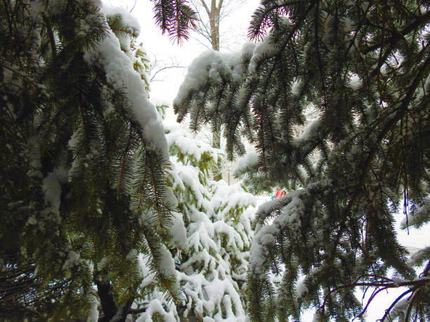 GREEN fir-tree IN WHITE SNOW, IN A large PLAN stock photo