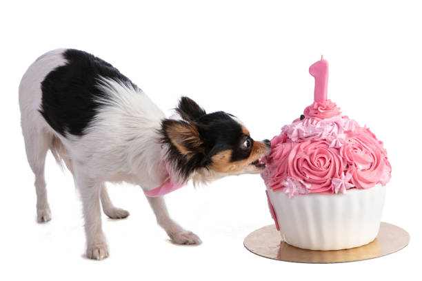 istock Chihuahua eating a cake for her birthday 1135209343