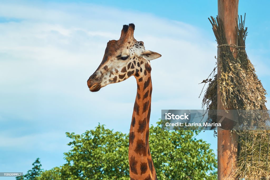 A beautiful big adult giraffe in a nature reserve against a blue sky. Giraffe and its feeder with dry hay Africa Stock Photo