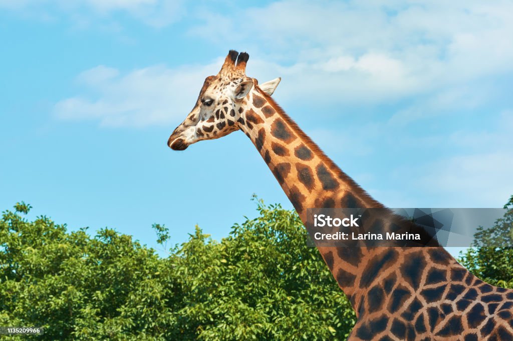 A beautiful big adult giraffe in a nature reserve against a blue sky. Giraffe and its feeder with dry hay Giraffe Stock Photo