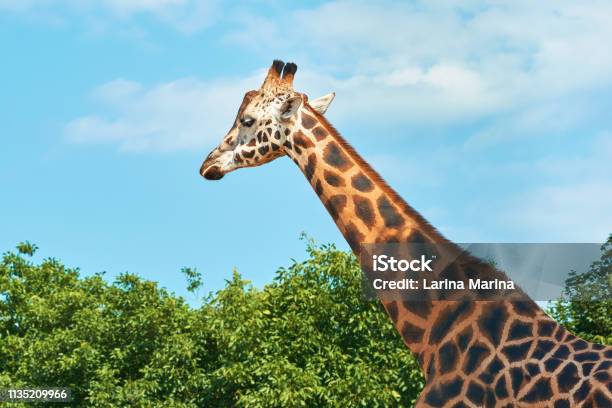 A Beautiful Big Adult Giraffe In A Nature Reserve Against A Blue Sky Giraffe And Its Feeder With Dry Hay Stock Photo - Download Image Now