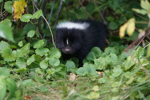 istock Baby Skunk in Berry Patch 1135209999