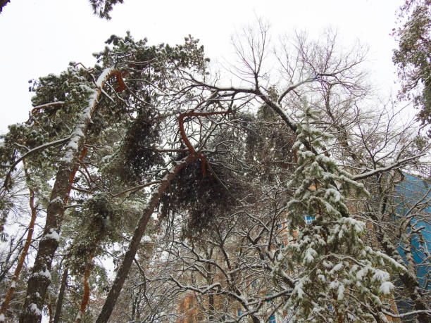 istock PINE GROWTH IN WHITE SNOW, CURVED TREES 1135210054