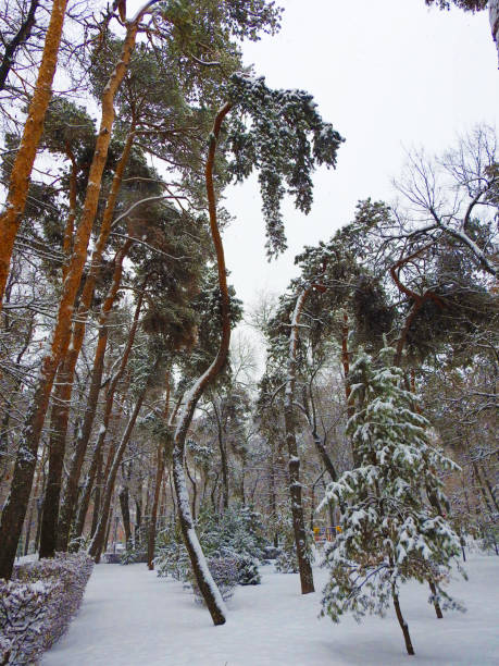 PINE GROWTH IN WHITE SNOW, CURVED TREES stock photo