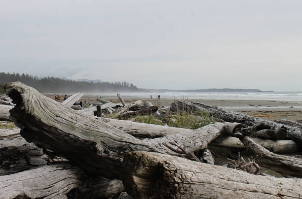 istock Driftwood on Tofino Beach 1135210138
