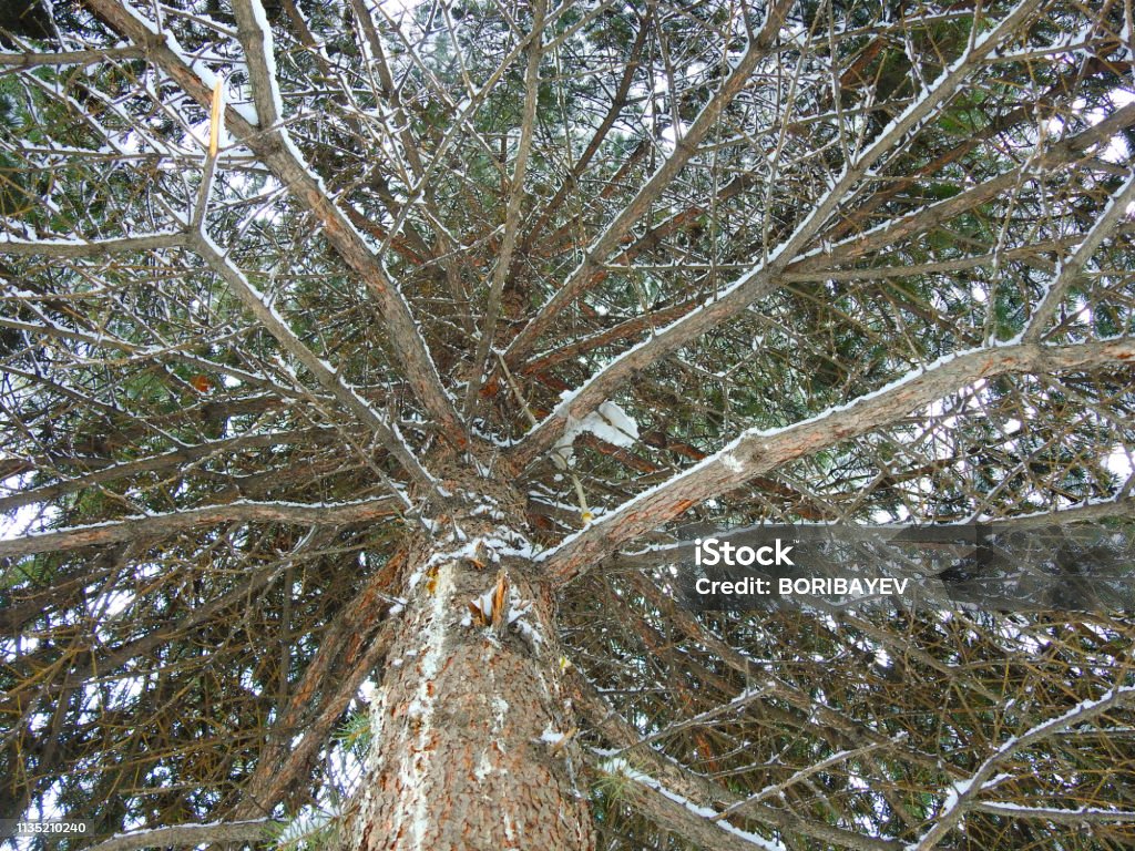 PINE GROWTH IN WHITE SNOW, largeON TOP PINE GROWTH IN WHITE SNOW, largeON TOP, PINE BRANCH Backgrounds Stock Photo