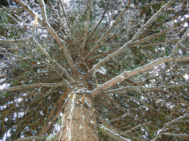 PINE GROWTH IN WHITE SNOW, largeON TOP stock photo