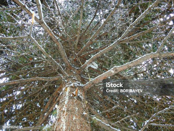 Pine Growth In White Snow Largeon Top Stock Photo - Download Image Now - Backgrounds, Beauty, Beauty In Nature