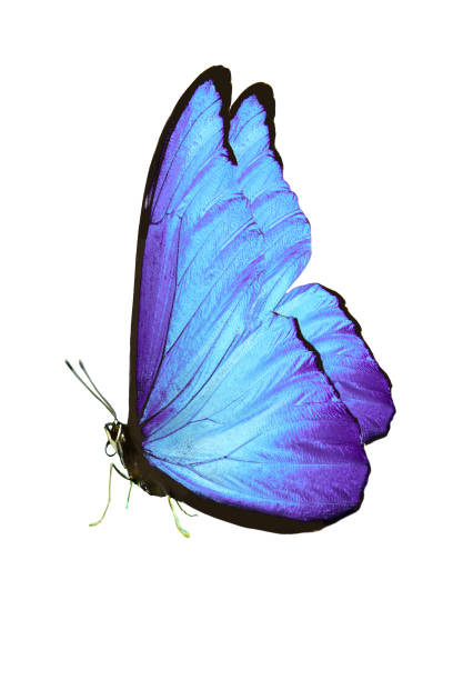 istock beautiful butterfly with blue wings and paws. isolated on white background 1135210246