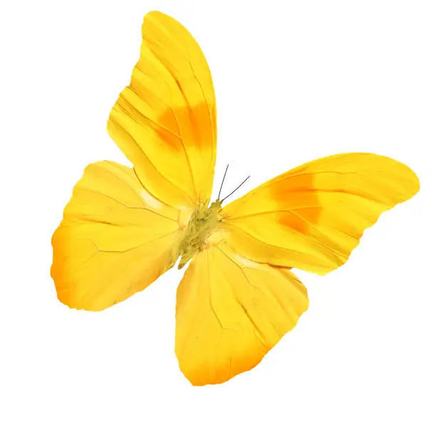 Photo of beautiful tropical yellow butterfly