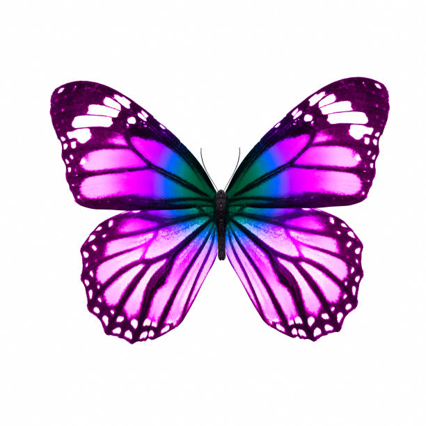 istock tropical purple butterfly. isolated on white background 1135210342