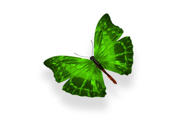 istock tropical green butterfly. isolated on white background 1135210678