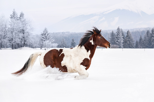 Brown and white horse running on deep snow covered country, trees and mountains in background.
