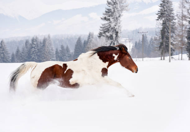 istock Brown and white horse running in deep snow, trees and mountains background. 1135211302