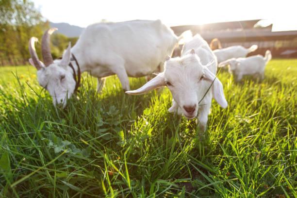 istock Goats grazing on fresh grass, low wide angle photo with strong sun backlight. 1135211305