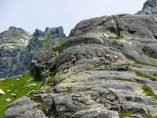 istock Chamois in the mountains 1135211426