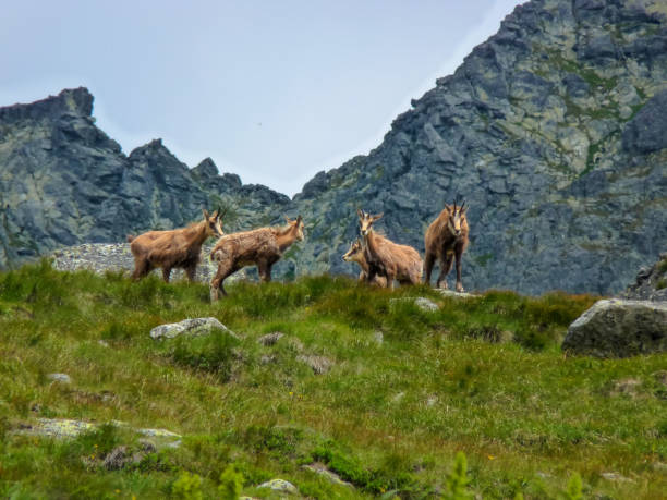 istock Chamois in the mountains 1135211427