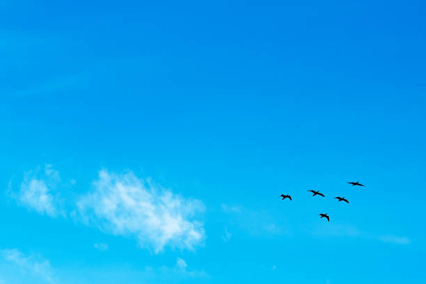 istock Birds flying in the blue sky. Migratory birds 1135212234