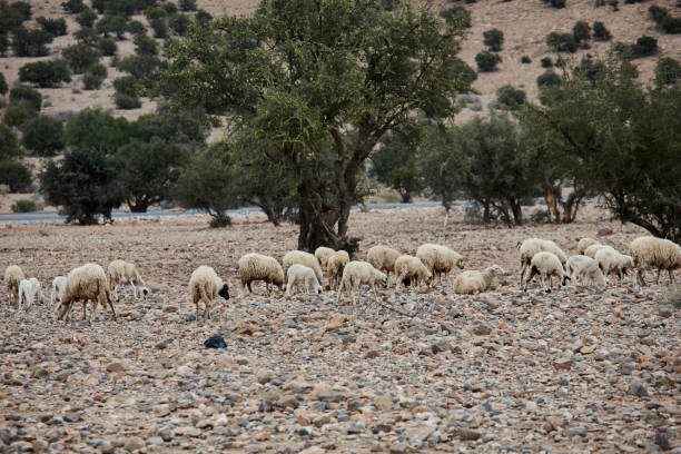 Heard of goats climbed on an argan tree on a way to Essaouira, Morocco, North Africa