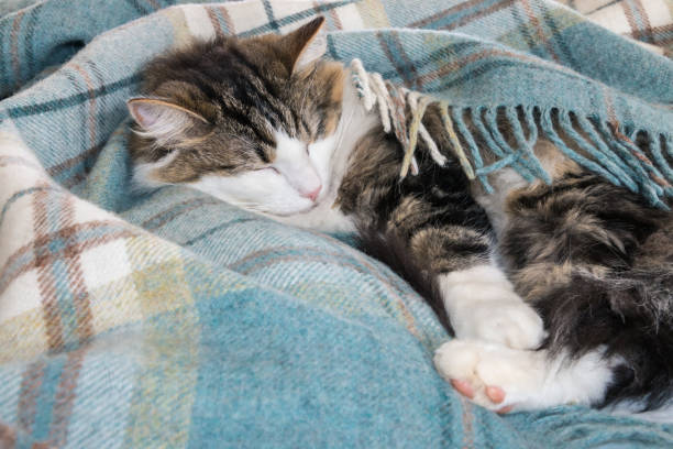 istock tabby cat sleeping in light blue tartan wool blanket 1135214942