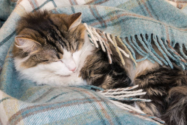 istock tabby tomcat resting curled up in blue tartan wool blanket 1135214981