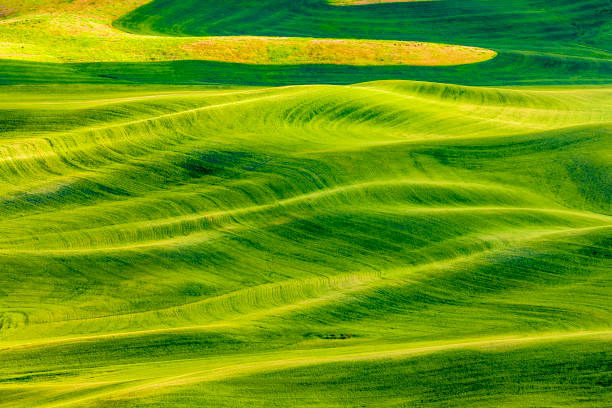 istock The Palouse farm area in Washington State 1135215004