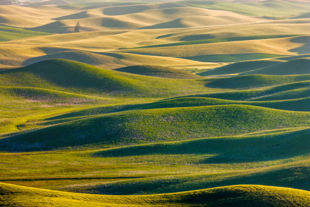 istock The Palouse farm area in Washington State 1135215025