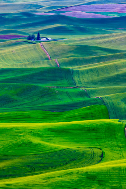 istock The Palouse farm area in Washington State 1135215060