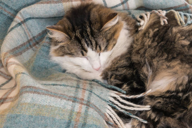 istock tabby cat sleeping curled-up in light blue wool blanket 1135215068