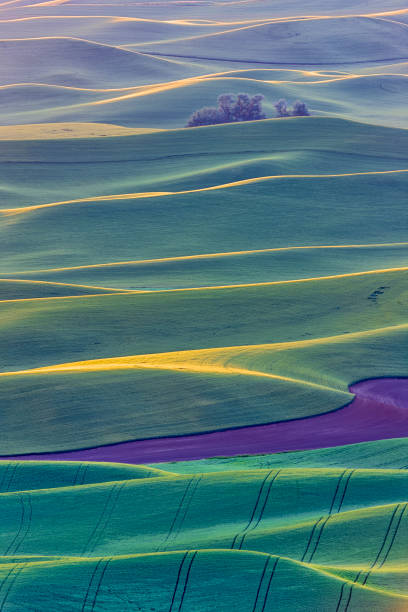 istock The Palouse farm area in Washington State 1135215144
